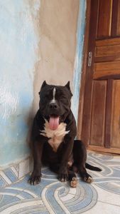 Animais - Salvamento de pitbul de rainhas de brigas