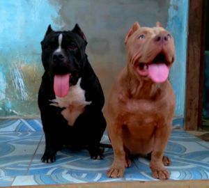 Vaquinha Online - Salvamento de pitbul de rainhas de brigas