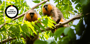 Assinatura e Recorrência - Junte-se a Proteção Animal Mundial. Juntos movemos o mundo pelos animais.