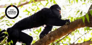 Animais - Junte-se a Proteção Animal Mundial. Juntos movemos o mundo pelos animais.