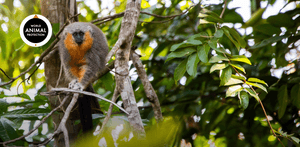 Junte-se a Proteção Animal Mundial. Juntos movemos o mundo pelos animais.