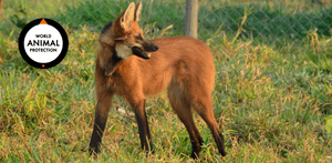 PROTEÇÃO ANIMAL MUNDIAL - Junte-se a Proteção Animal Mundial. Juntos movemos o mundo pelos animais.