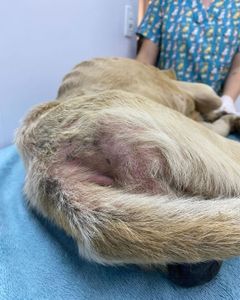 Animais - Salve o Abel