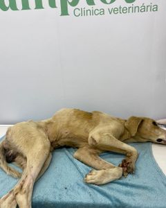 Vaquinha Online - Salve o Abel