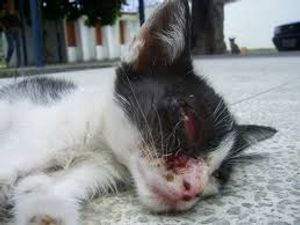 Vaquinha Online - Vaquinha para gato