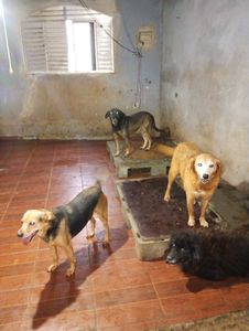 Vaquinha Online - Me ajude  a salvar vidas 