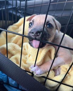 ONGs - Corro risco de vida CINOMOSE 