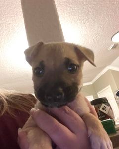 Vaquinha Online - Corro risco de vida CINOMOSE 