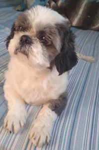 Campanha para cataratas do Bento imagem 6