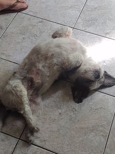 Vaquinha Online - Campanha para cataratas do Bento