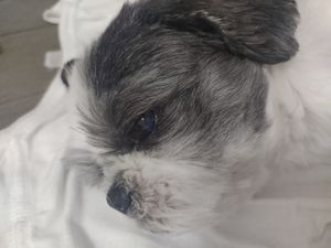 Campanha para cataratas do Bento imagem 7