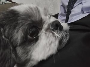 Animais - Campanha para cataratas do Bento