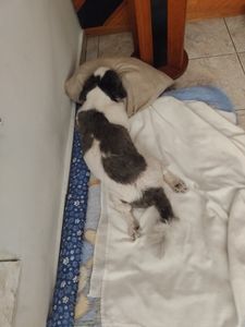 São Paulo/SP - Campanha para cataratas do Bento