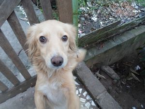 Novo Abrigo para o Espaço dos Vira-Latas! imagem 9