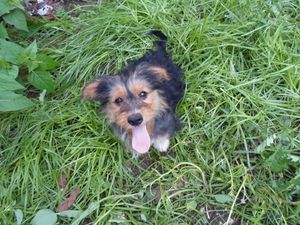 Novo Abrigo para o Espaço dos Vira-Latas! imagem 8