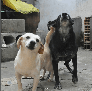 Animais - Novo Abrigo para o Espaço dos Vira-Latas!