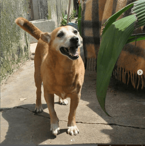 Ribeirão Pires/SP - Novo Abrigo para o Espaço dos Vira-Latas!