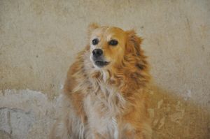 Novo Abrigo para o Espaço dos Vira-Latas! imagem 6