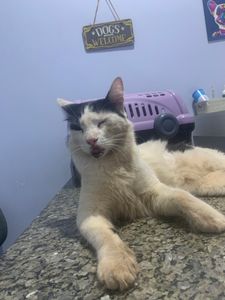 Vaquinha Online - Cirurgia Kalli