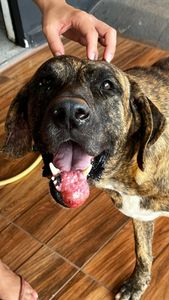 Fila foi abandonado e precisa da sua ajuda para ter uma nova chance! 🐶💔