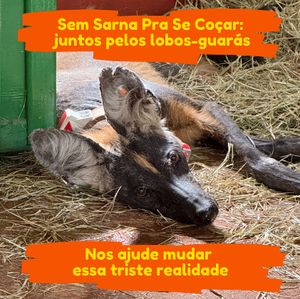 SEM SARNA PRA SE COÇAR: Juntos pelos Lobos-Guarás