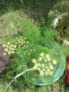 HORTA DO KRUSE - Compra de terra adubada para a Horta do Kruse