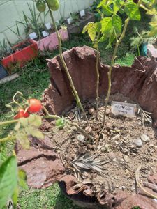 Compra de terra adubada para a Horta do Kruse imagem 6