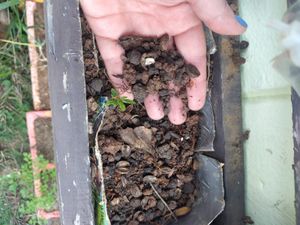 Vaquinha Online - Compra de terra adubada para a Horta do Kruse