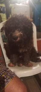 Animais - Dispesa para meus animais