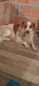 Vaquinha Online - Dispesa para meus animais