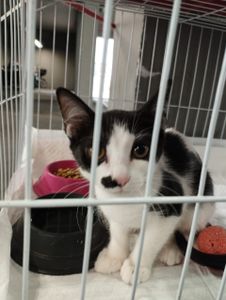 Guarulhos/SP - #VIVAPET