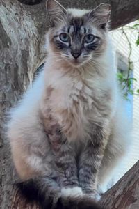 Vaquinha Online - #VIVAPET