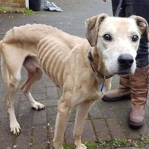 Vaquinha Online - Ajude-nos a salvar a vida de cada um desses anjinhos de 4 patas. 