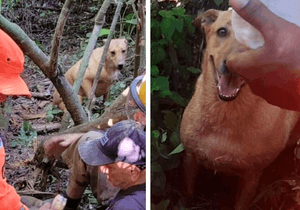 Vaquinha Online - ANIMAIS LITORAL NORTE