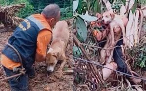 Animais - ANIMAIS LITORAL NORTE