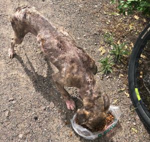 Ajudem, juntos somos mais fortes 🙏🏻 - Ajudem ! Juntos somos mais fortes 🙏🏻