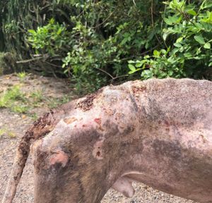 São Paulo/SP - Ajudem ! Juntos somos mais fortes 🙏🏻