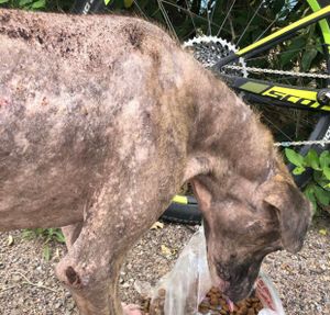 Ajudem ! Juntos somos mais fortes 🙏🏻 imagem 6