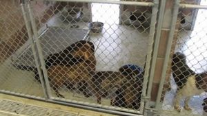 Animais - Nos Ajude Continuar nessa batalha