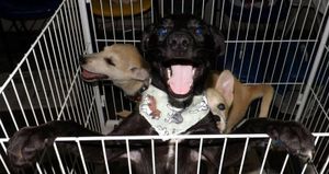 Vaquinha Online - Nos Ajude Continuar nessa batalha