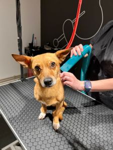 Araraquara/SP - Me ajude a resgatar minhas filhas da Rússia