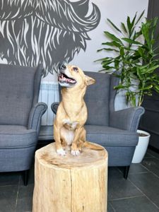 Vaquinha Online - Me ajude a resgatar minhas filhas da Rússia