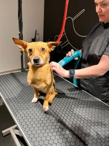 Caroline - Me ajude a resgatar minhas filhas da Rússia