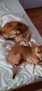 Animais - Me ajude a resgatar minhas filhas da Rússia