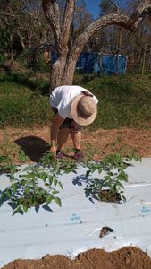 Vaquinha Online - Câmara fria para o viveiro escola Art Viverde