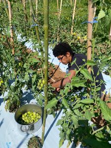 Câmara fria para o viveiro escola Art Viverde imagem 7