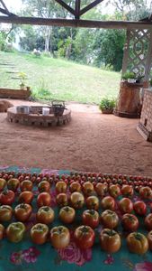 Câmara fria para o viveiro escola Art Viverde imagem 9