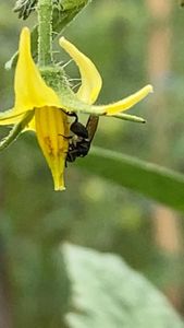 Câmara fria para o viveiro escola Art Viverde imagem 8
