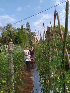 Câmara fria para o viveiro escola Art Viverde imagem 6