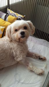 Animais - Despesas Veterinárias da Lulu